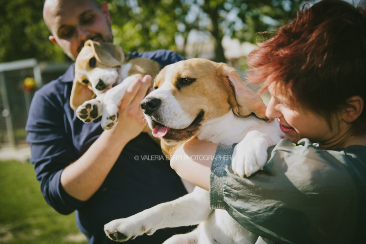 Ritratti in allevamento di beagle whiteax